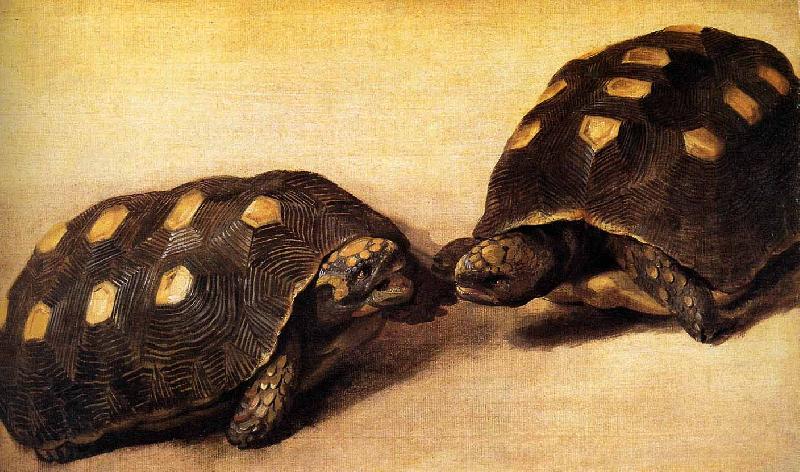 Albert Eckhout Two dueling tortoises oil painting picture